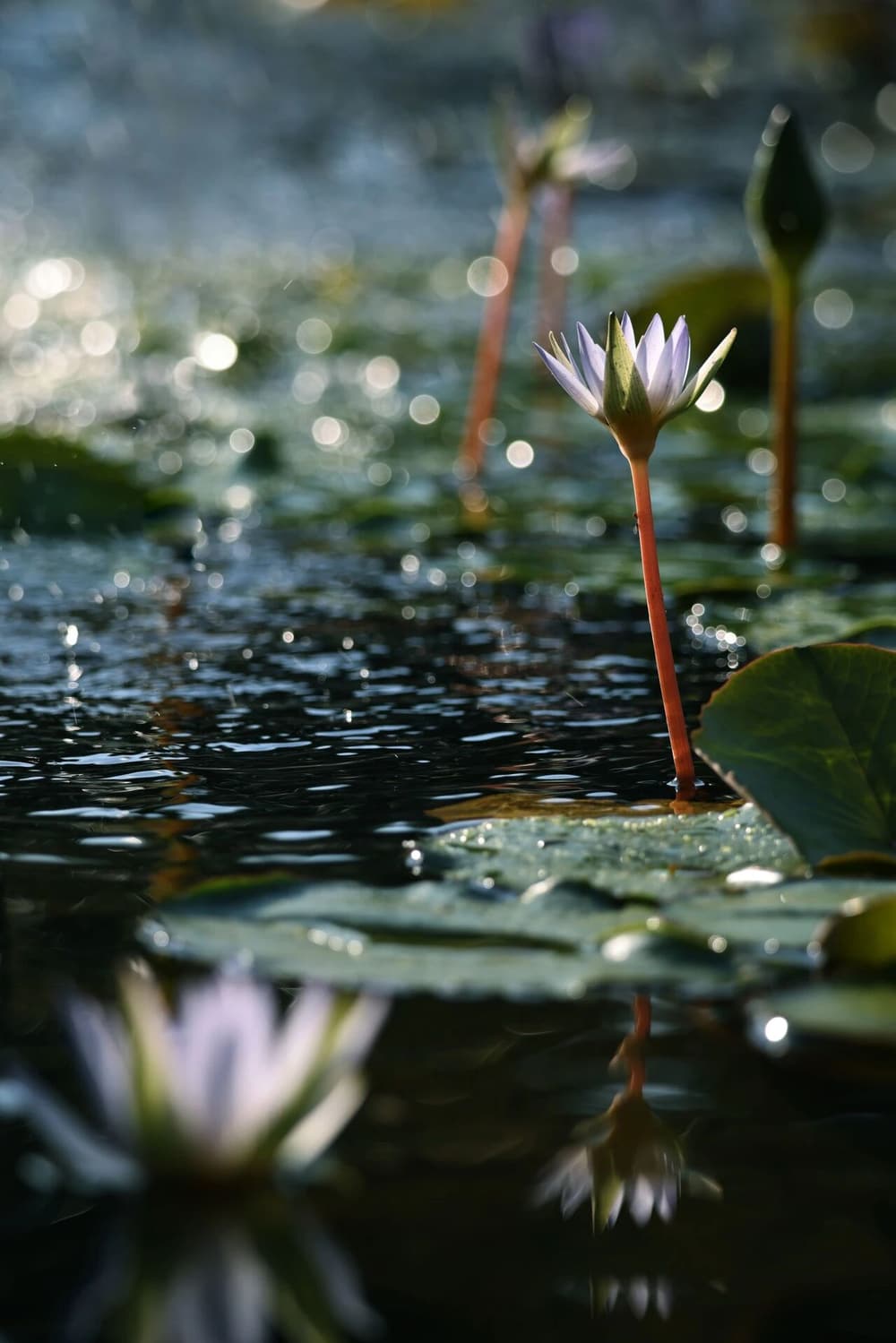 五祖弘忍大师的悟道因缘