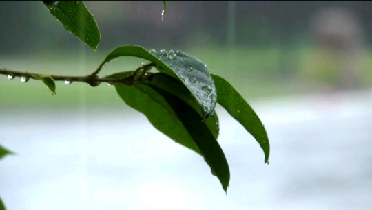 春天里的第一场雨